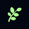 Fern 